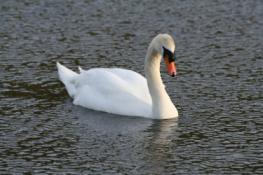 Album Example Photo Album Photo Swan.jpg