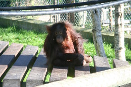 Thumbnail Of An Orangutan