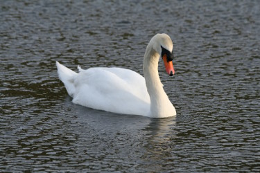 A Photo Of A Swan