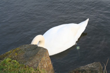 A Photo Of A Swan Hiding